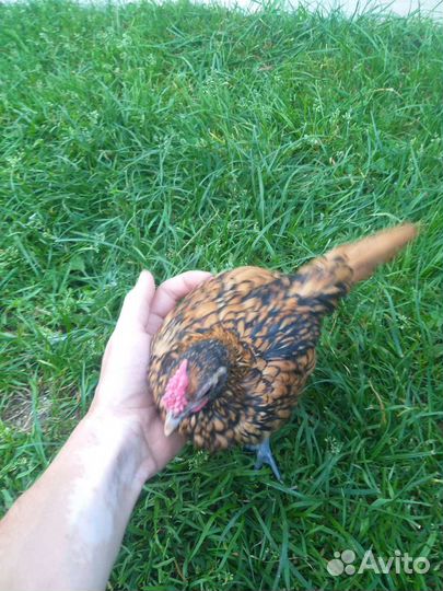 Куры. Сибрайт