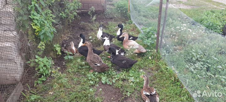 Живая птица: гуси и утки домашние,разных пород