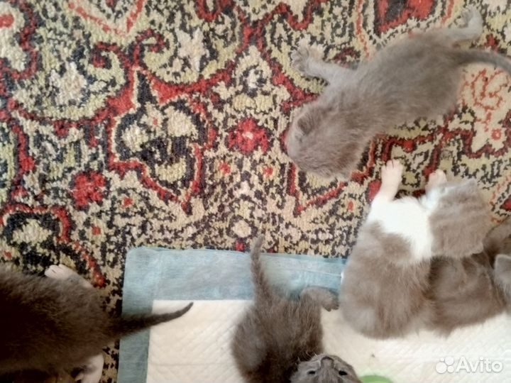 Британские котята