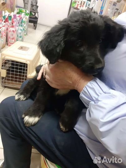 Шикарный щенок идеальны для частного дома