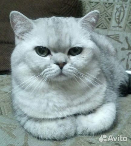 Котик для вязки