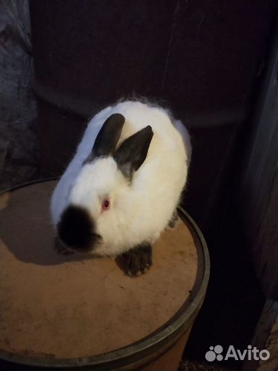 Калифорнийские кролики лпх Крол22