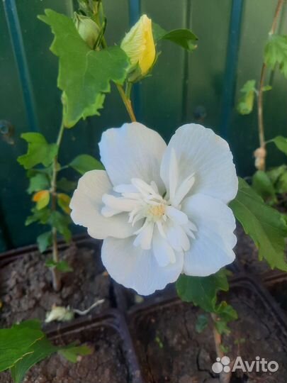 Гибискус сирийский белый махровый