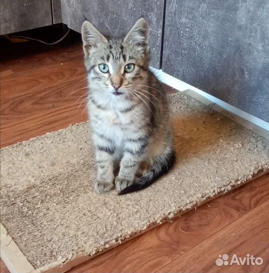 Котенок в добрые руки