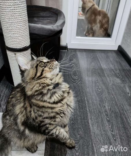 Кошки мейн-кун