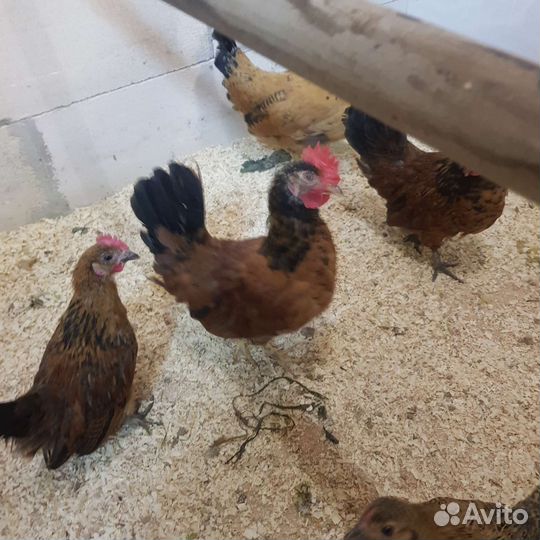 Петухи бентамки