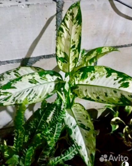 Диффенбахия Индонезия SP и Тропик Сноу