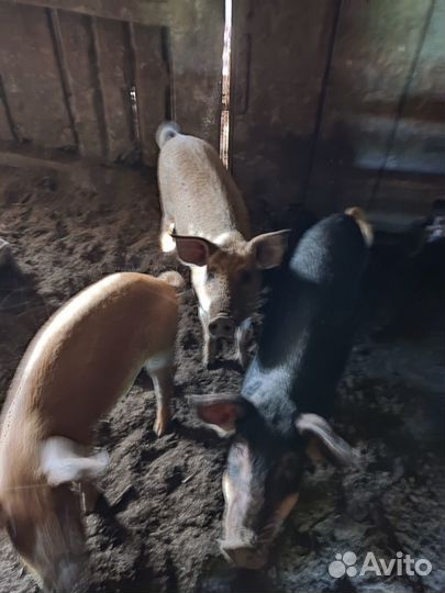 Венгерская мангалица