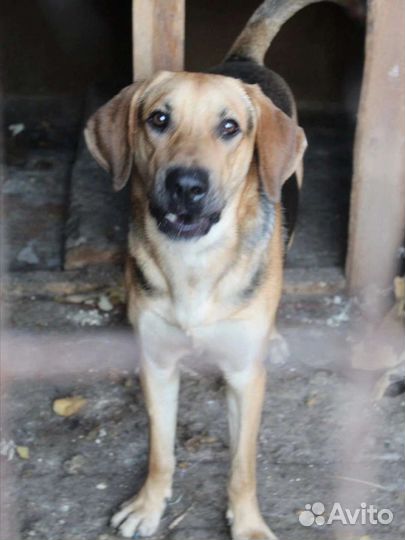 Босс ищет дом