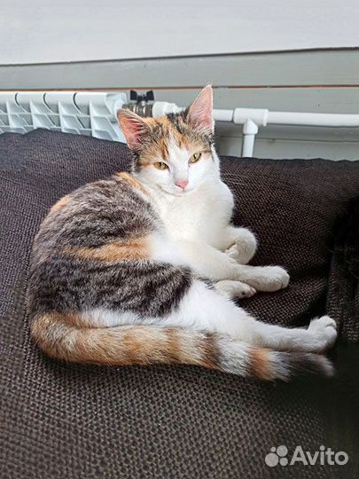 Алиса, очень ласковая кошечка-подросток в дар