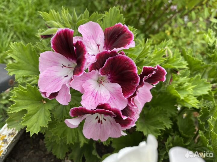Пеларгония герань