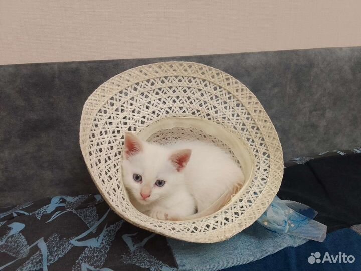 Котик беленький