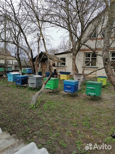 Пчелы и улья