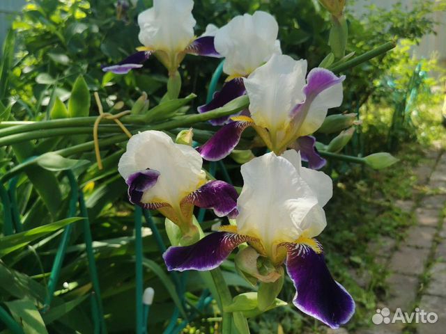 Ирис бородатый «Вабаш» бесплатно