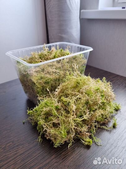 Мох сфагнум живой, свежий сбор 2023 - 24 литра
