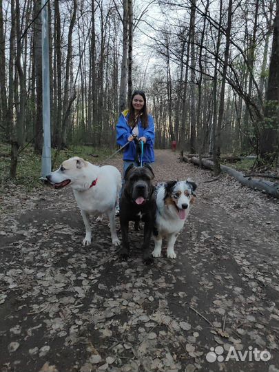 Передержка собак в частном доме