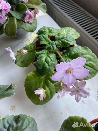 Фиалки домашние