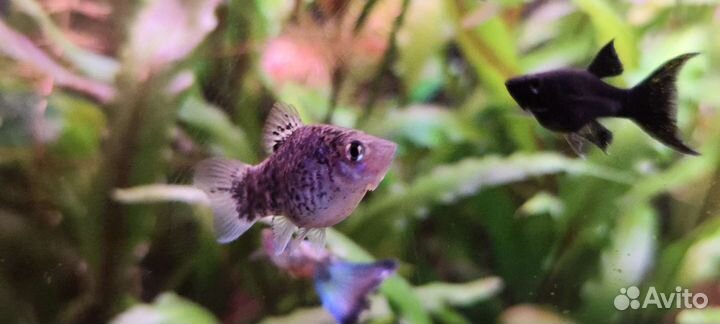 Аквариумные миролюбивые рыбки (Гуппи, пецилия)