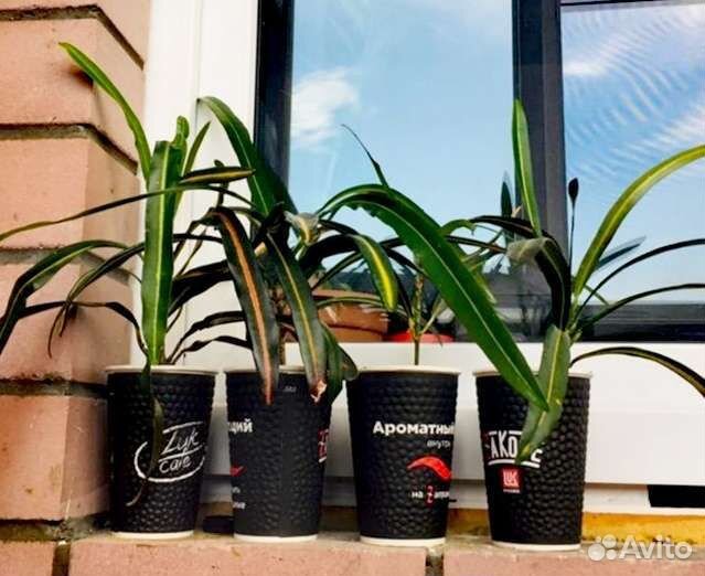 Кодиеум (Кротон)