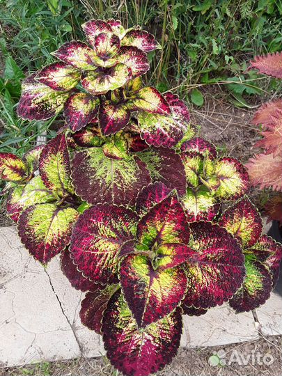 Колеусы сортовые