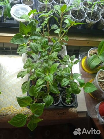 Бальзамин Уоллера махровый красный, катарантус