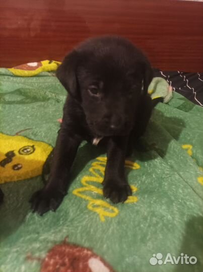 Щенки лабрадора