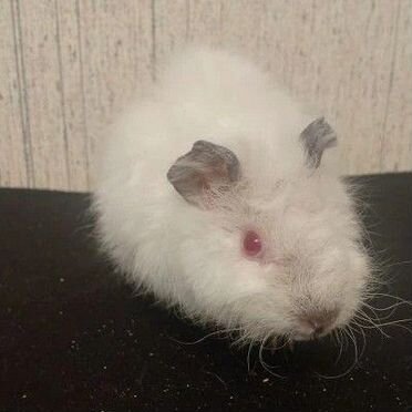 Морская свинка