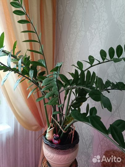 Замиокулькас