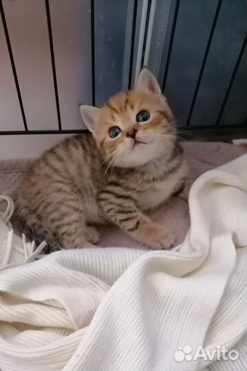 Шотландские