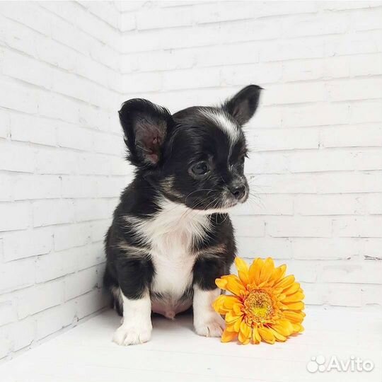 Чихуахуа мальчик Бандит