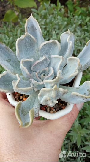 Суккуленты 3