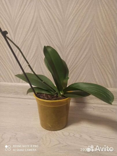 Орхидея- обмен на смесь