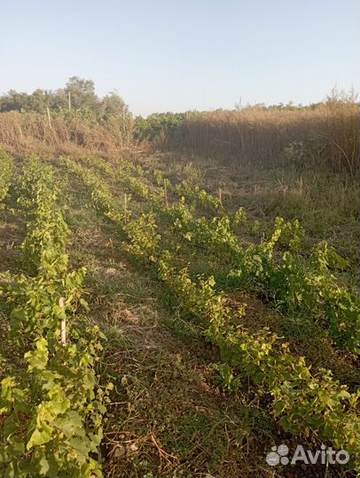 Саженцы винограда