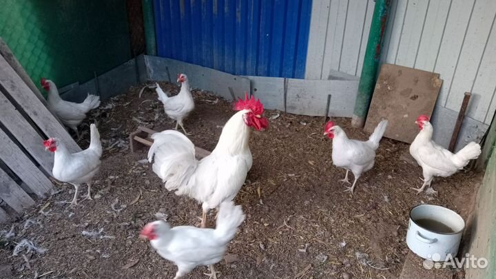 Инкубационное яйцо