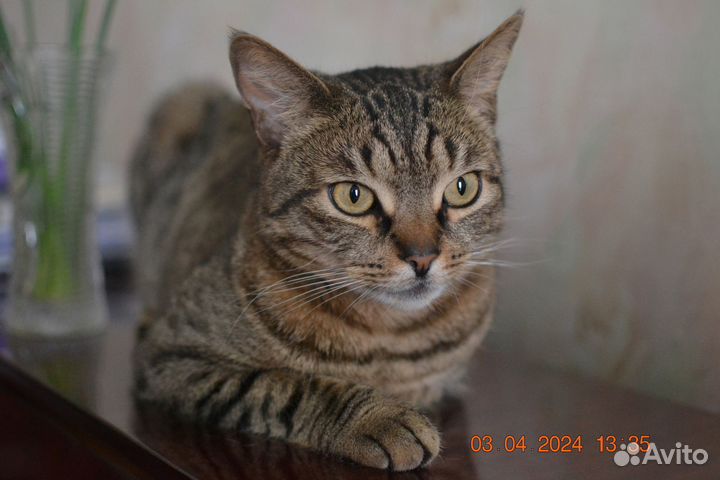 Барсик в добрые руки