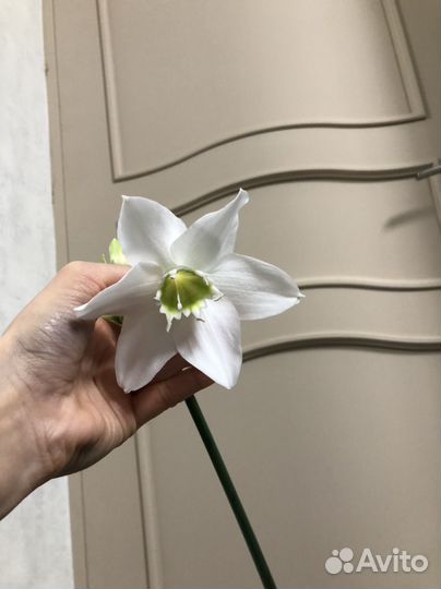 Эухарис амазонская лилия