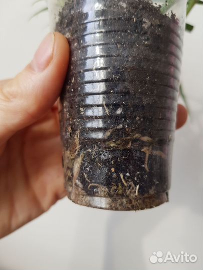 Филодендрон, монстера и др