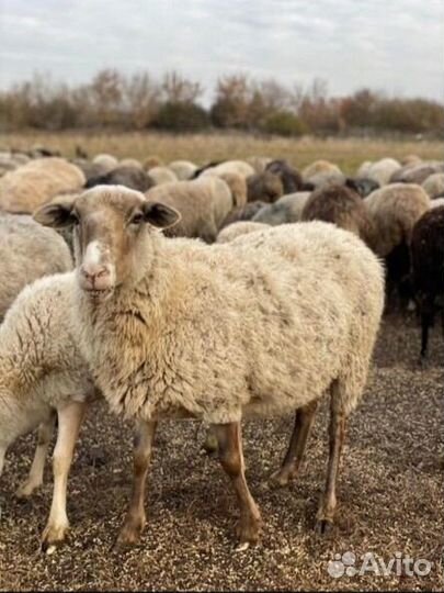 Продаем Овец Овцематок и Ярок 1000+ голов