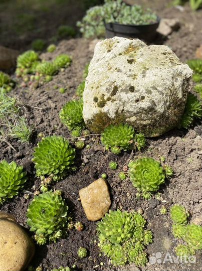 Каменная Роза цветок суккулент Флорариум