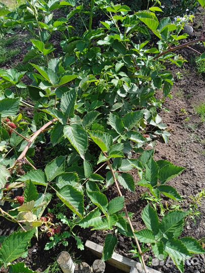 Саженцы ежевики Крупноплодной