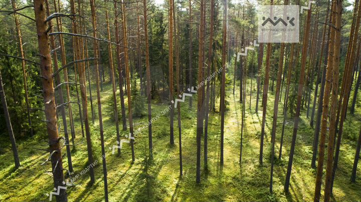 Участок 63,4 сот. (СНТ, ДНП)