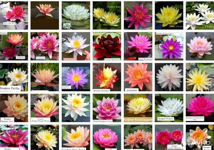 Растения для водоема,Водяная лилия,кувшинки,нимфеи