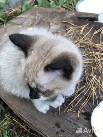 Котята мальчики