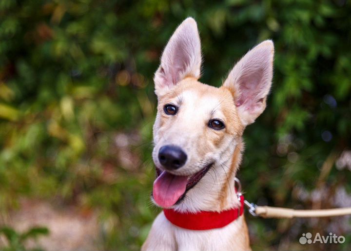 Щенок подросток