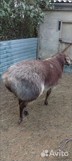 Баран гесар