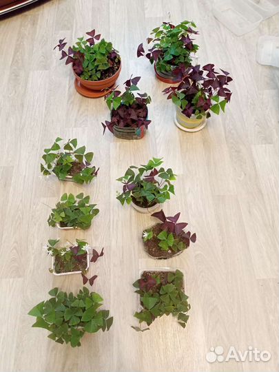 Кислица оксалис