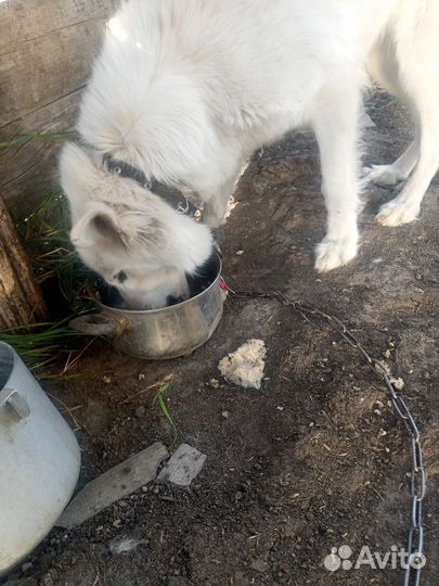 Швейцарская Овчарка девочка три года