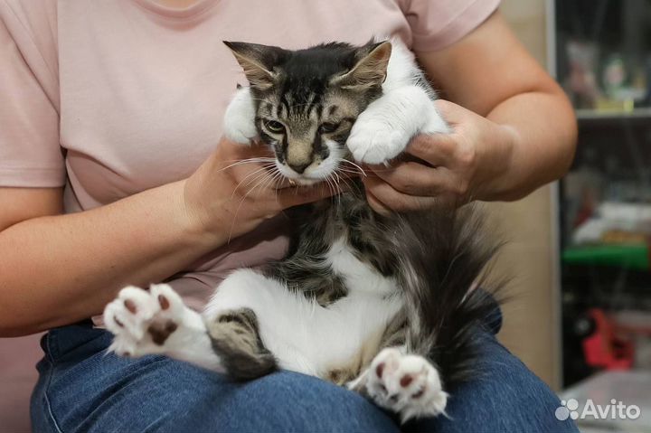 Котёнок - мальчик 5 месяцев