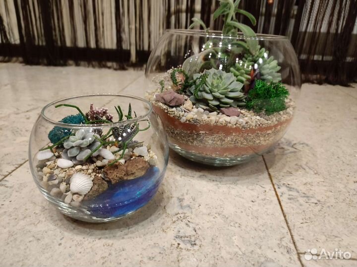 Флорариум суккуленты