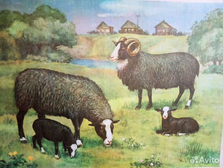 Картины из жизни домашних животных. Размер 61/44